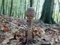 Nagy őzlábgomba (Macrolepiota procera), Somogy